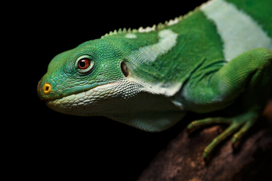 Male lau banded iguana close up portrait isolated on black background. Threatened reptile species Brachylophus fasciatus. Beautiful green lizard lying on the tree branch.