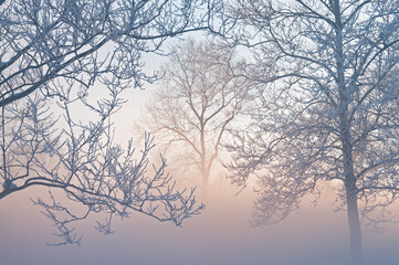 Fototapeta na wymiar Winter landscape of frosted trees in fog at sunrise on a frigid morning, Milham Park, Kalamazoo, Michigan, USA