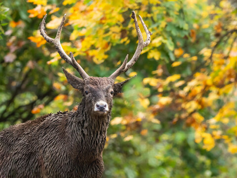Male white-lipped deer portrait. Adult dirty Thorold's deer with beautiful antlers in the autumn forest with blurred green and yellow foliage in the background.