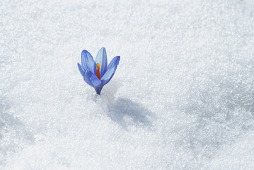 The first flowers - crocuses break from under the snow. Mountain spring flower that grows in the snow