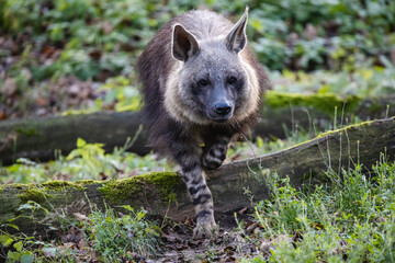 Brown hyena steps over the mossy root of a tree. Furry shaggy Hyaena brunnea, also called strandwolf walking among green grass.