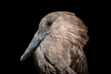 Hamerkop bird close up portrait isolated on black background. African wading bird with crest, brown plumage and long black bill.