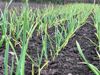 Garden beds with green garlic in early spring. Garden and vegetable garden concept.