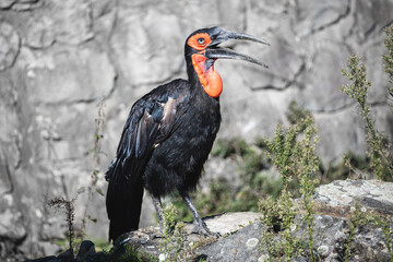 Female southern ground hornbill with open bill. Large african bird with glossy black plumage and vivid red patches of bare skin on the face and pouch on the throat.
