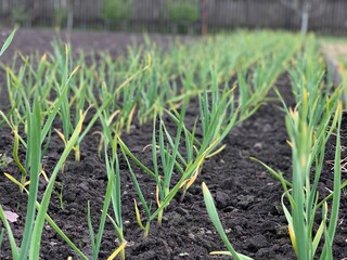 Green garlic grows in beds in the garden. Garden and vegetable garden concept. Gardening.