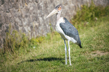 Young marabou stork on green grass. Large african bird with bare head and neck, huge bill and...