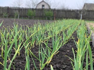 Fototapeta premium Garden beds with green garlic in early spring. Garden and vegetable garden concept.