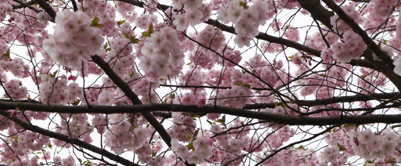 Background of Japanese cherry tree Sakura branches with flowers