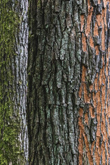 Mossy and peeled tree bark tеxture close-up. Two tree trunks with rough bark covered with lichen and moss.