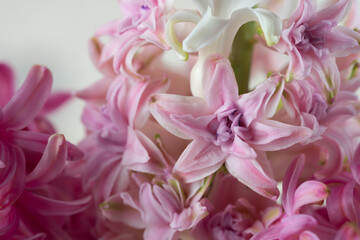 Fototapeta na wymiar Hyacinth pink close-up, macro