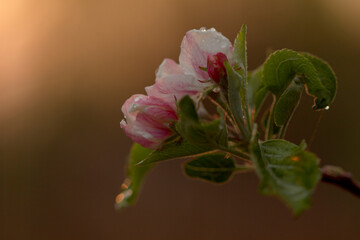 pink apple buds at sunset