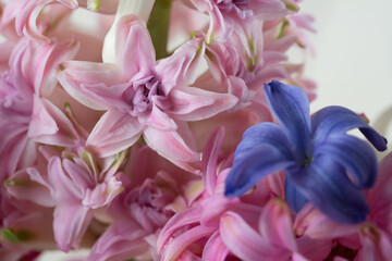 Hyacinth pink and blue close-up, macro