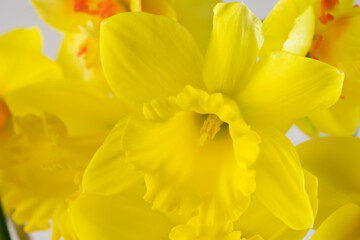 Obraz na płótnie Canvas Beautiful yellow daffodil with yellow middle