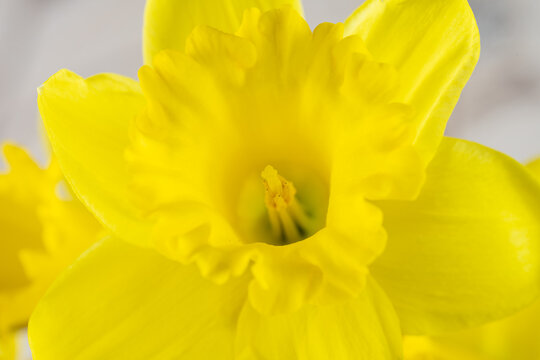 Beautiful Yellow Daffodil Close-up, Macro