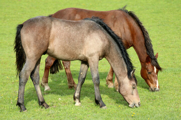 Obraz na płótnie Canvas Horses eating grass side by side