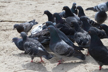 pigeons