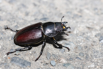 Female European stag beetle on the ground. Big insect with powerful mandibles and glossy brown elytra. Biggest beetle living in Europe.