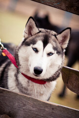 siberian husky portrait