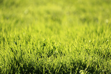 Green grass in sunlight, selective focus, blurred background. Fresh spring nature, dew on sunny meadow