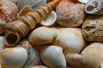 Seashells of various shapes and types. Background