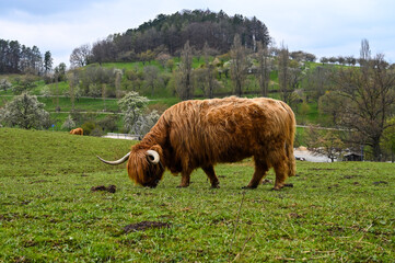 A Scottish Highland cattle grazing in a pasture.