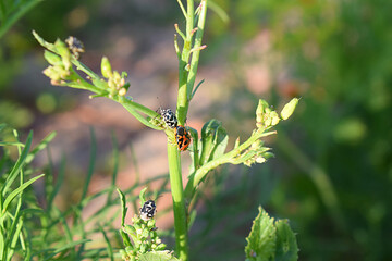 Red and white cruciferous bugs.