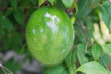 Passiflora edulis (maracuya), Central American and South American exotic fruit hanging on tree, in state of maturation