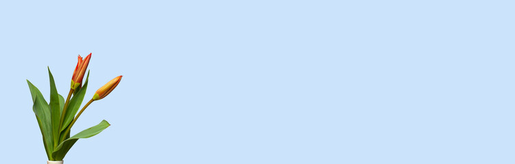 Vase with spring flowers tulips. Background. Empty place.