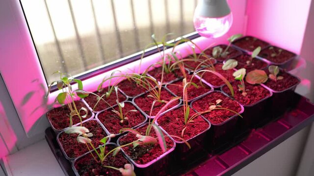 Flower seedlings under light of full spectrum LED phytolamp at home on windowsill. Selective focus.