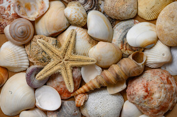 Seashells of various shapes and types. Background