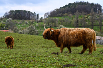 A Scottish Highland cattle grazing in a pasture.