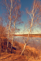 Spring sunny landscape with birch trees on the river bank.