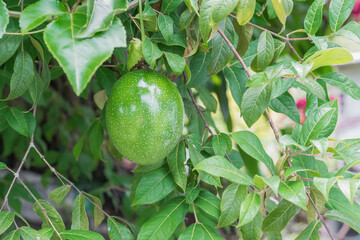 Passiflora edulis (maracuya), Central American and South American exotic fruit hanging on tree, in...
