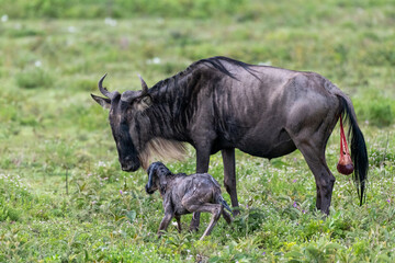 Obraz na płótnie Canvas First unsafe steps of a funny baby calf with its wildebeest mother, Ngorongoro Concervation Area, Tanzania, Africa.