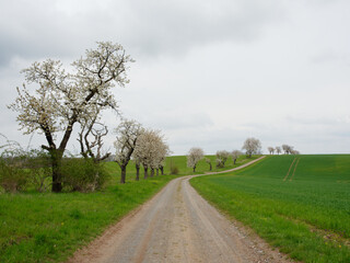 Blühende Kirschbaumreihe an einem Feldweg in der Goldenen Aue bei Hamma