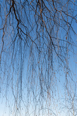 Background of long tree branches hanging down on the blue sky.