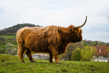 Side view of a Scottish Highland cattle grazing in a pasture. An ancient half-timbered house is standing in the background.