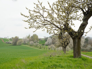 Blühende Kirschbaumreihe in der Goldenen Aue bei Hamma