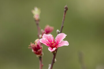 Fototapeta premium peach blossoms