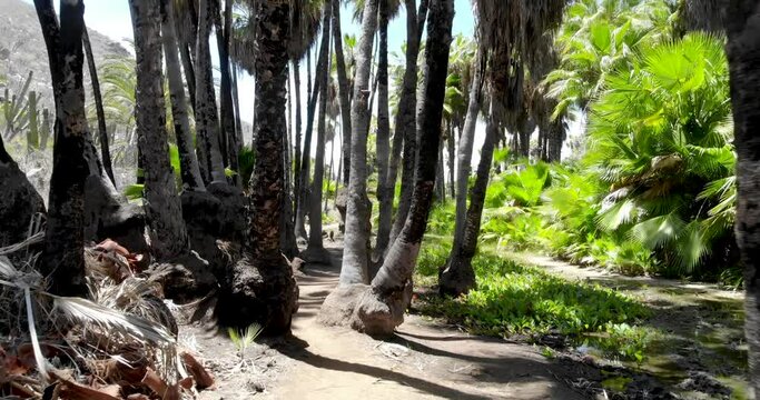Caminado entre palmers de Todos Santos, Baja California, M&eacute;xico_Jorge Morfin
