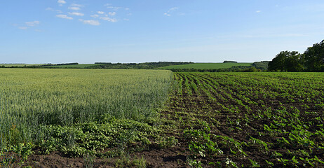 Obraz premium Fields sown with various agricultural crops.