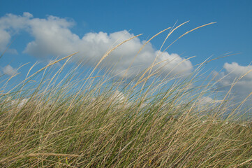 Gras und Wolken