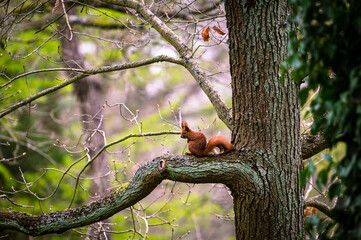 Eichhörnchen