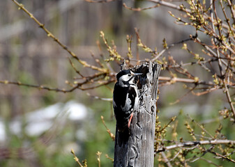 Great Spotted Woodpecker (Dendrocopos Major) on an old tree trunk.