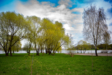 landscape with trees and sky