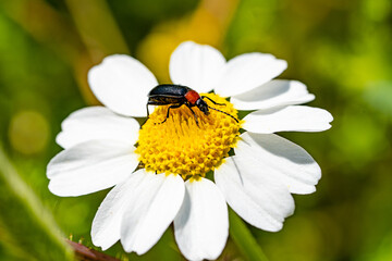 Insect  Springtime Scene pollinating White and Yellow  Daisy Flowers on Summer