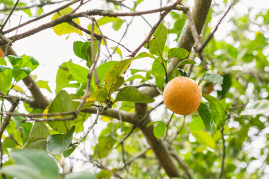 Citrus &times; limonia (limon mandarino), wild mandarin lemon on tree in the middle of the field