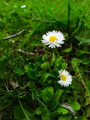 daisy in the grass
