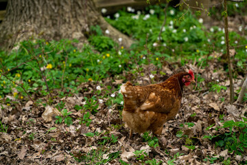 chiken looking for food