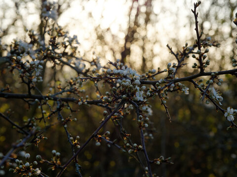 Schlehenbl&uuml;te im Morgenlicht